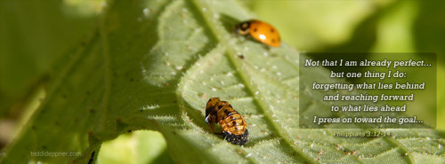 Facebook cover photo: ladybug hatched