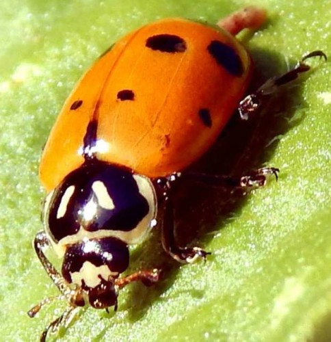 Ladybug closeup macro shot