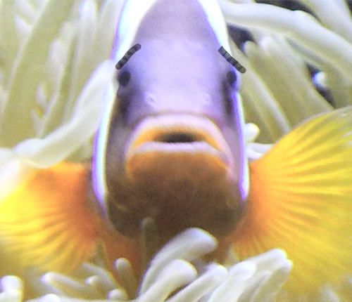 Worried fish