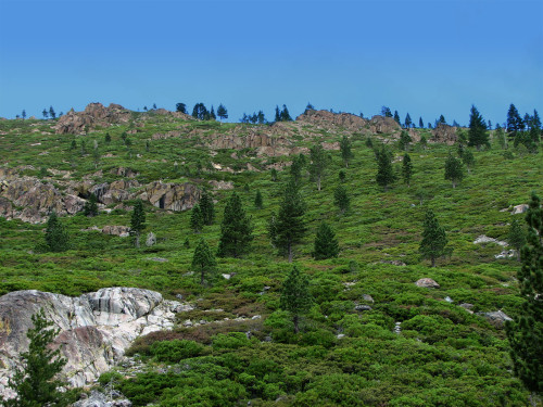 Evergreen hillside