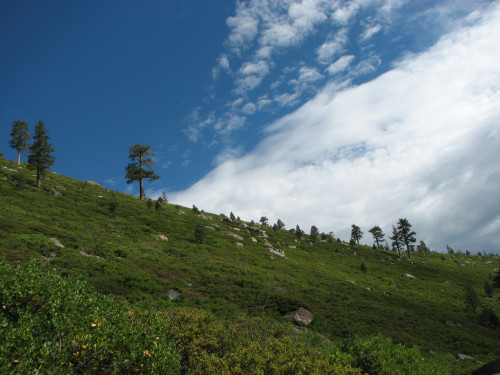 Evergreen sky