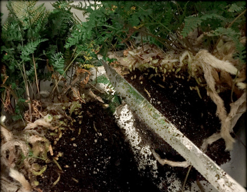 Cutting, pruning the plant