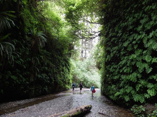 Fern Canyon, California