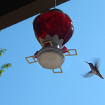 Hummingbird at feeder