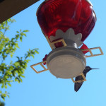 Hummingbird lookout