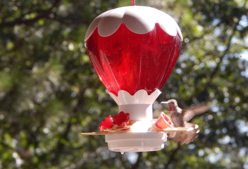 Hummingbird flying up to feeder