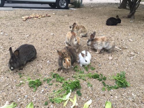 Feral Bunnies in Las Vegas