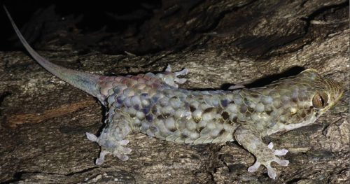 Geckolepis megalepis